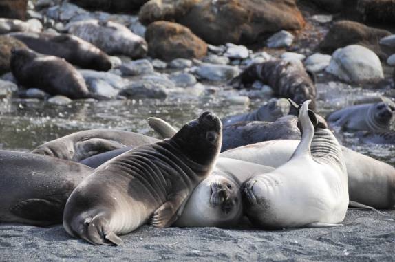 Filhotes de elefante-marinho brincam na praia de Gold Harbour, na Geórgia do Sul (foto de Susan Pairaudeau)